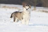 ALASKAN MALAMUTE 275